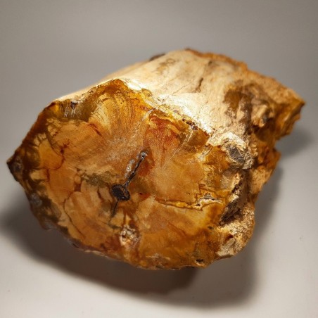 Bois fossilisé, silicifié ou pétrifié