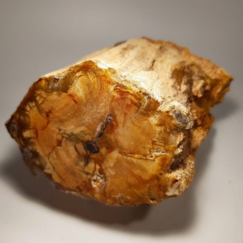 Tranche de bois fossilisé