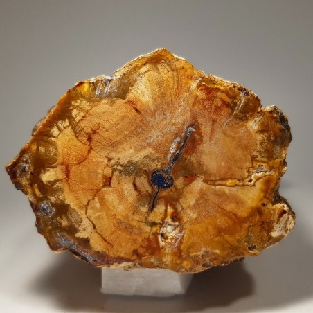 Tranche de bois fossilisé