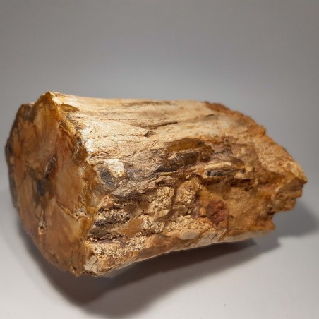 Tranche de bois fossilisé