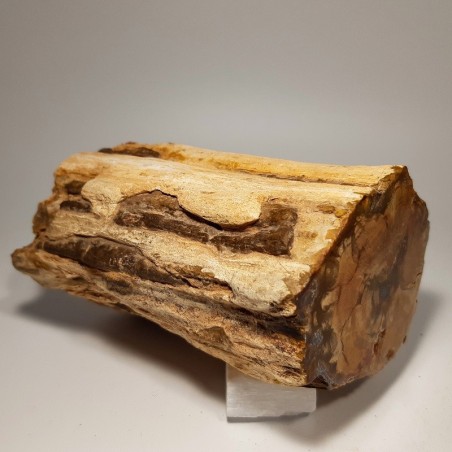 Tranche de bois fossilisé
