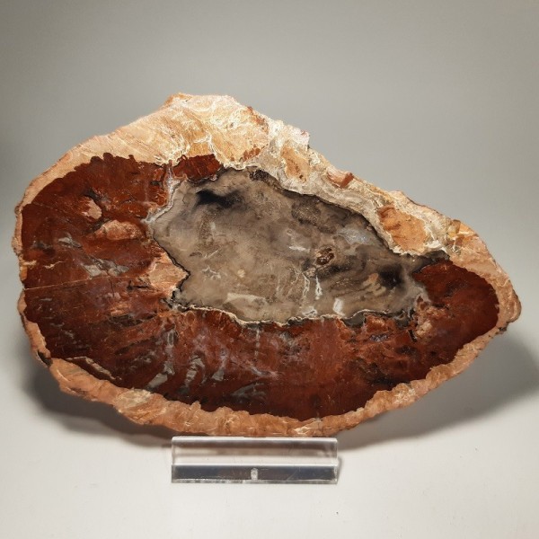 Bois silicifié, pétrifié ou fossilisé (4)