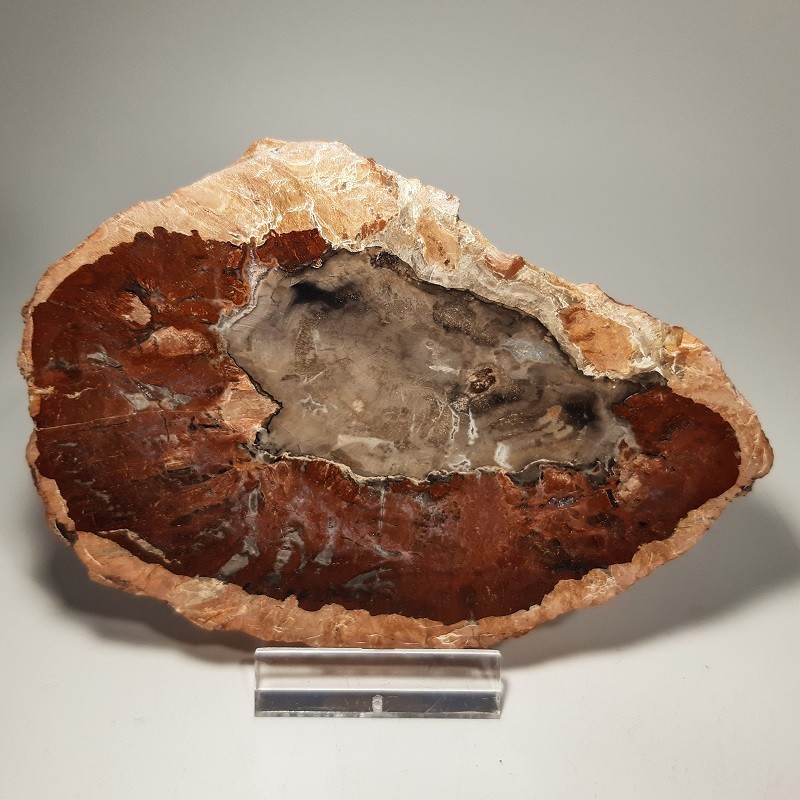 Bois silicifié, pétrifié ou fossilisé (4)