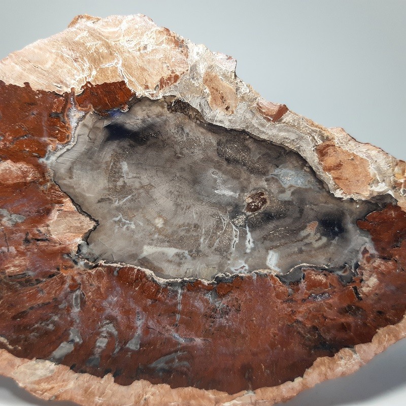 Tranche de Bois silicifié