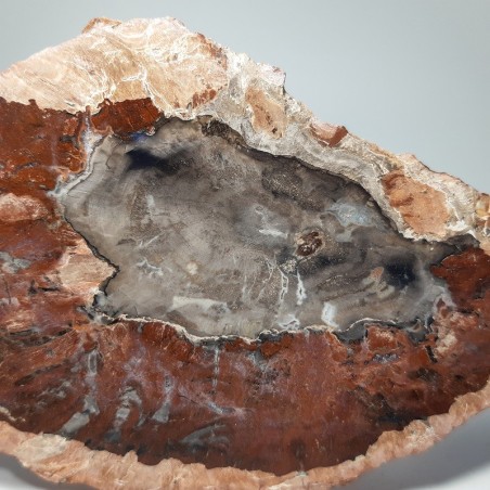 Tranche de Bois silicifié