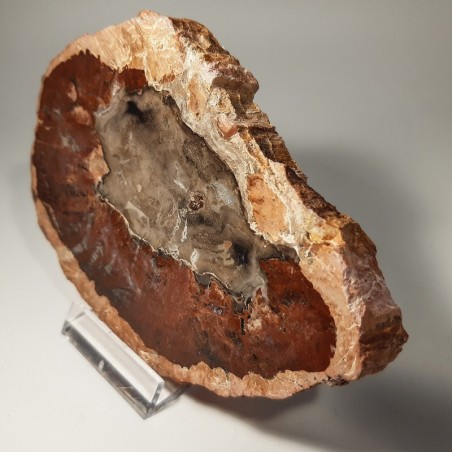 Tranche de Bois silicifié