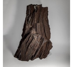 Séquoia, bois silicifié, pétrifié ou fossilisé