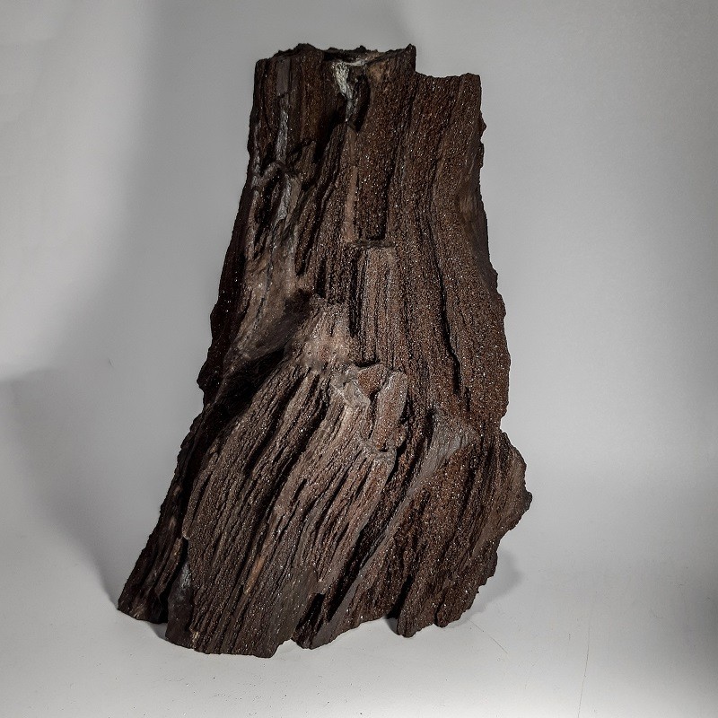 Séquoia, bois silicifié, pétrifié ou fossilisé