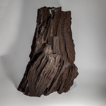 Morceau de Séquoia, Bois silicifié