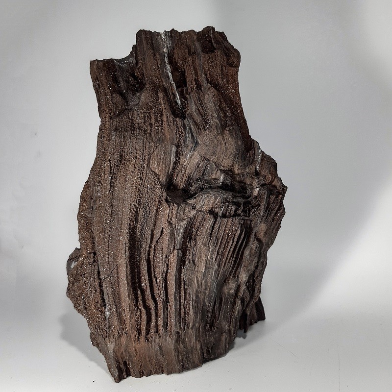 Morceau de Séquoia, Bois silicifié