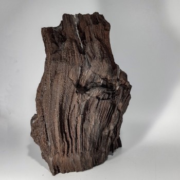 Morceau de Séquoia, Bois silicifié