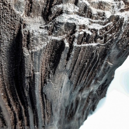 Morceau de Séquoia, Bois silicifié