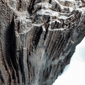 Morceau de Séquoia, Bois silicifié