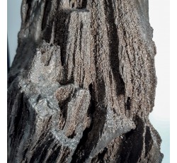 Séquoia, bois silicifié, pétrifié ou fossilisé