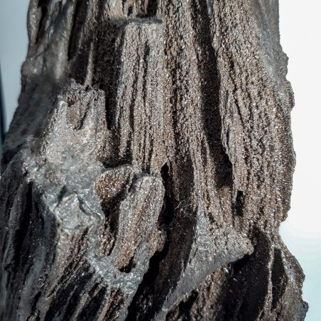 Morceau de Séquoia, Bois silicifié