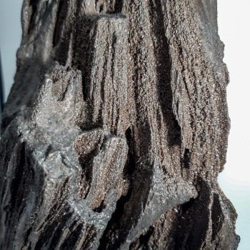 Morceau de Séquoia, Bois silicifié