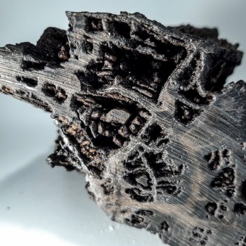 Séquoia, bois silicifié, pétrifié ou fossilisé