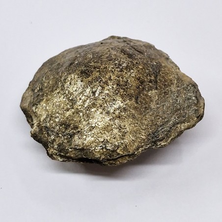 Biotite