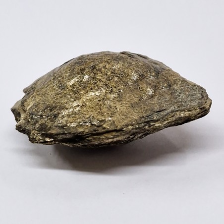 Biotite