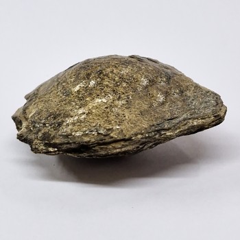 Biotite