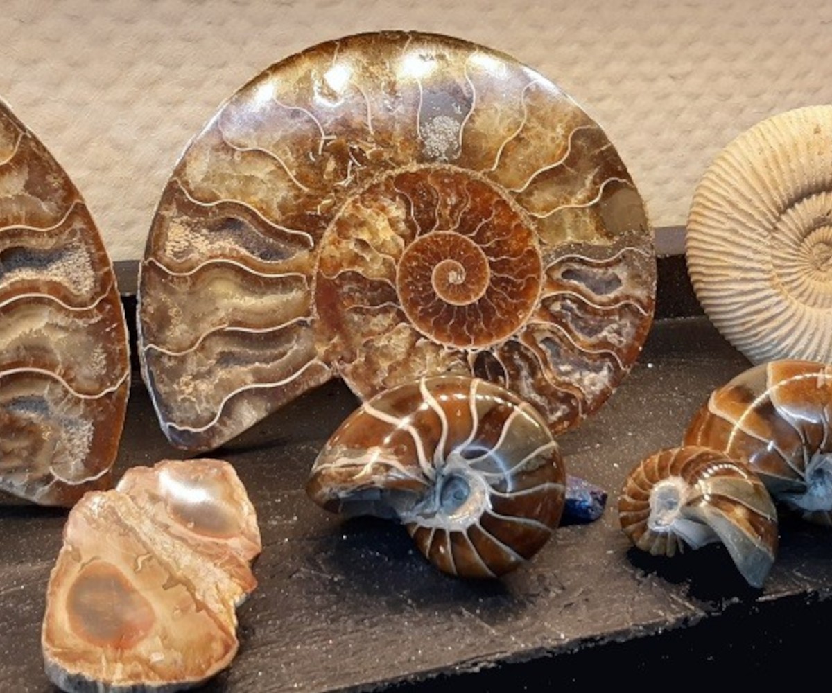 Fossils